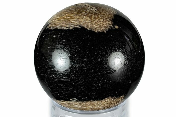 Polished Petrified Palm Wood Sphere - Indonesia #309181